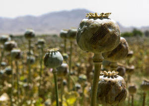 Champ d'opium au Pakistan