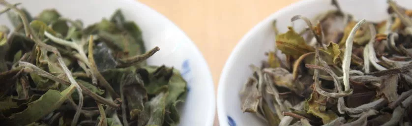 différents thés blancs du Népal