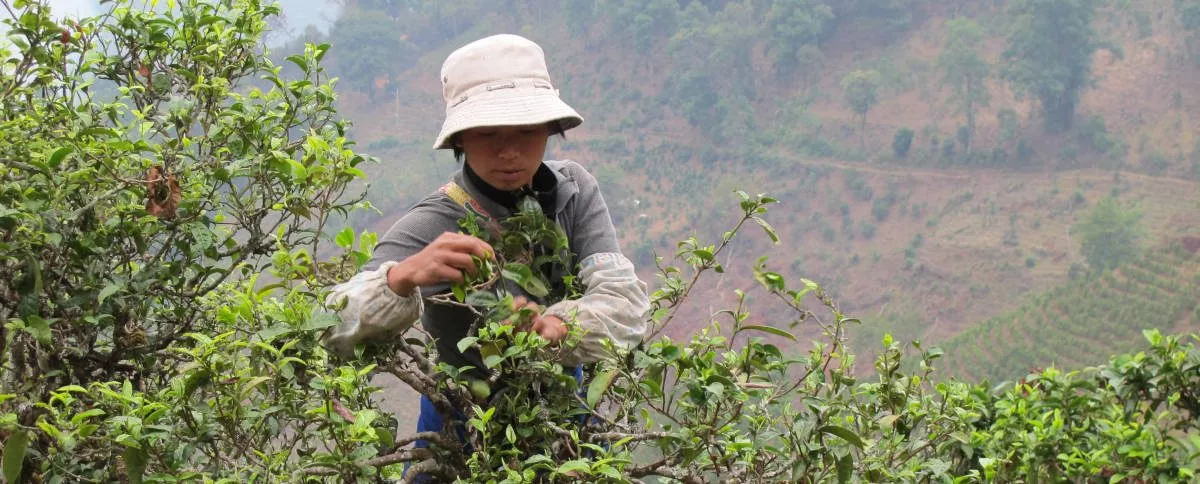 cueillette sur des arbres à thé au Yunnan