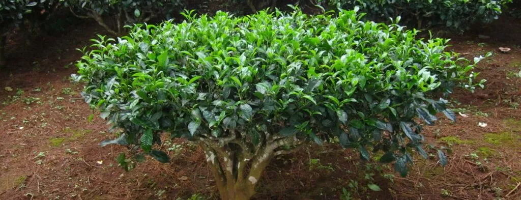 Camellia sinensis