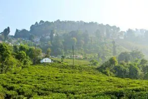 makaibari jardins darjeeling