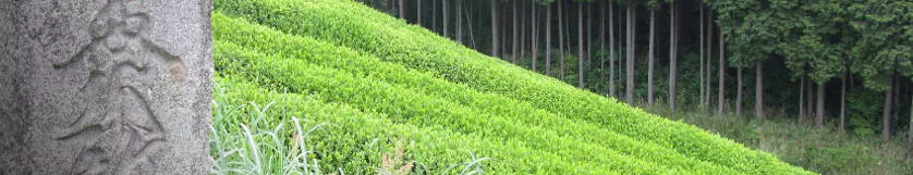 Bouddhisme et plantation de thé au Japon