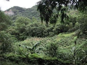 chemin à Maokong