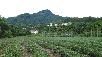 plantations 2
