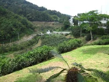 Yuchih Black Tea Research Branch