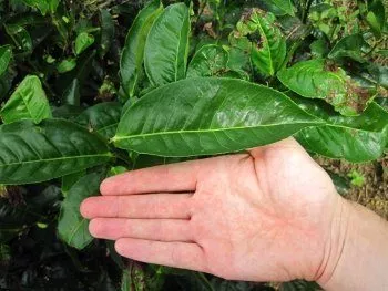 Camellia sinensis assamica