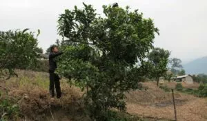 arbre theier yunnan