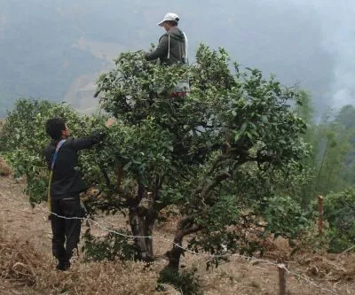 Cueilleurs sur un arbre à Thé - Yunnan