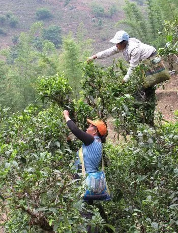 Cueilleuses dans un arbre à thé - Yunnan