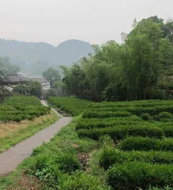 Village et plantations de Long Jing