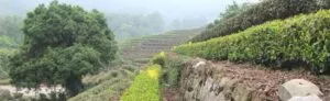 thé vert Lonj Jing dans la province du Zhejiang à quelques minutes de la ville de Hangzhou