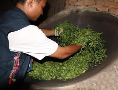 tuer le vert puerh
