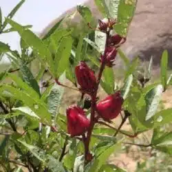 plante fleurs bissap hibiscus karkadet