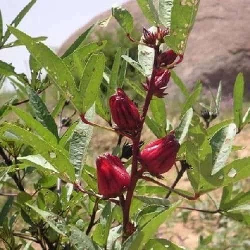 Fleurs d'hibiscus BIO, Bissap, Karkadé pour infusions chaudes ou froides