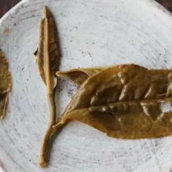 Feuille de thé infusée bourgeon et une feuille