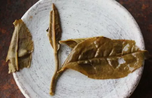 Feuille de thé infusée bourgeon et une feuille