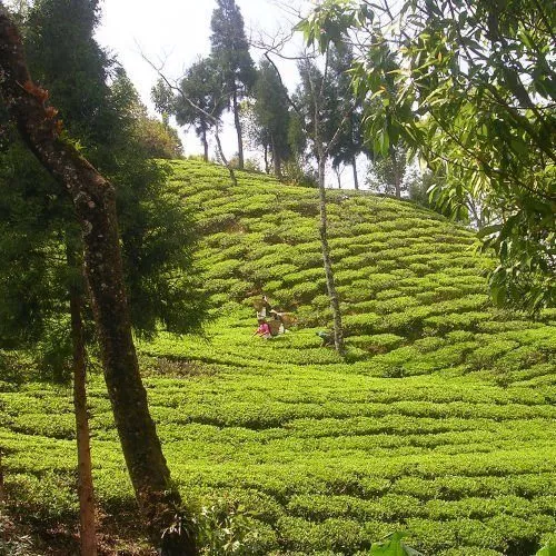 plantation népal