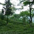 tea plantations Darjeeling