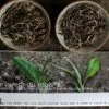 Compraratif de deux puerh