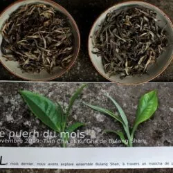 Compraratif de deux puerh