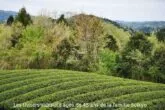 théies yabukita, plantations agées de 45 ans