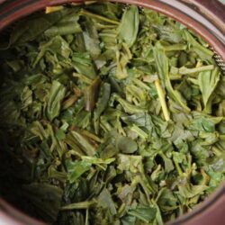thé vert japon théiers zairaishu
