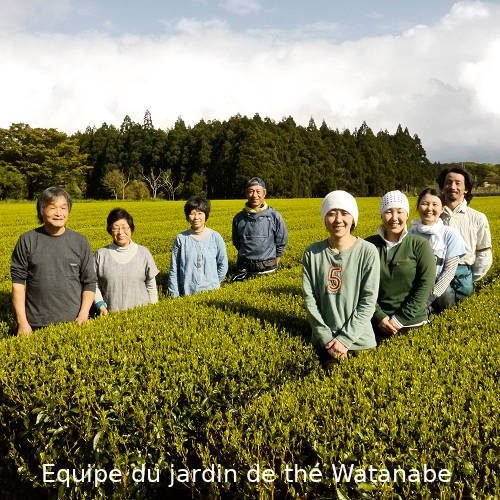 Mankichi Watanabe et son équipe dans les plantations de Yakushima