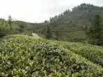 Plantaion agriculture biologique thé Hubei