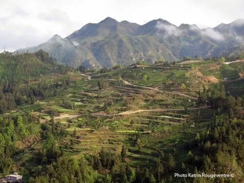 Théiers de Yingshan dan sle Guizhou