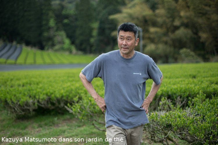 Shincha Kumamoto 2025 4 Mr Matsumoto dans son jardin de thé à Kumamoto