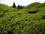 Tea bushes in Rohini Tea Garden In Darjeeling