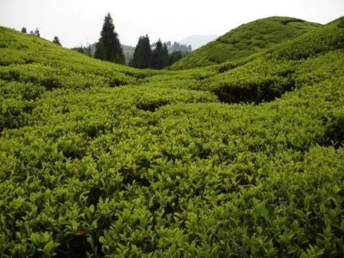 Tea bushes in Rohini Tea Garden In Darjeeling