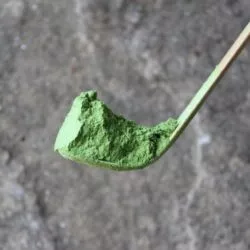 Matcha sur une cuillère en bambou Chashaku