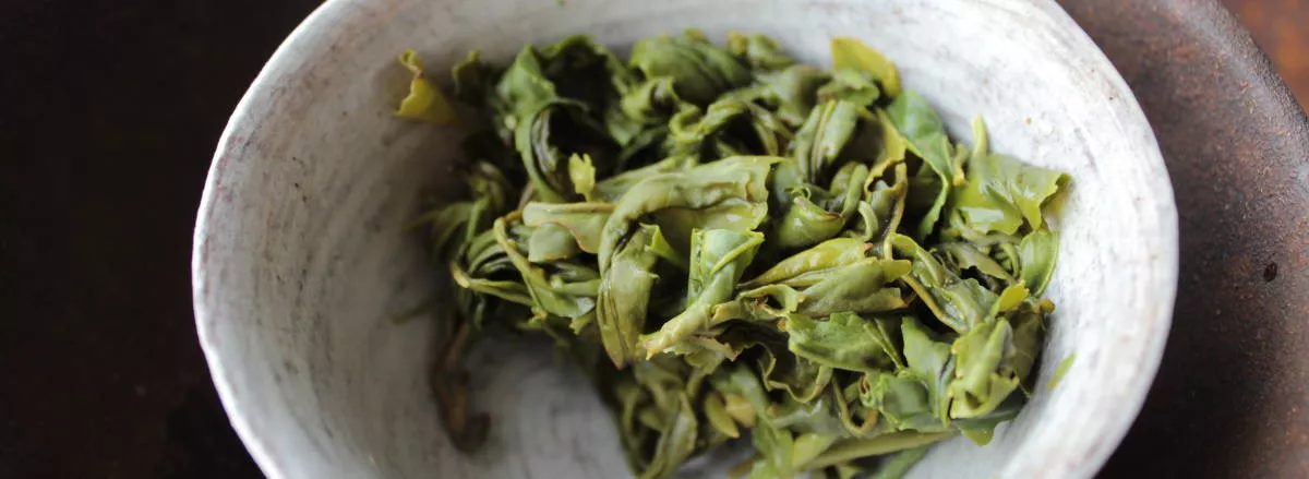 infusion de thé vert Huang Shan Mao Feng au gaiwan
