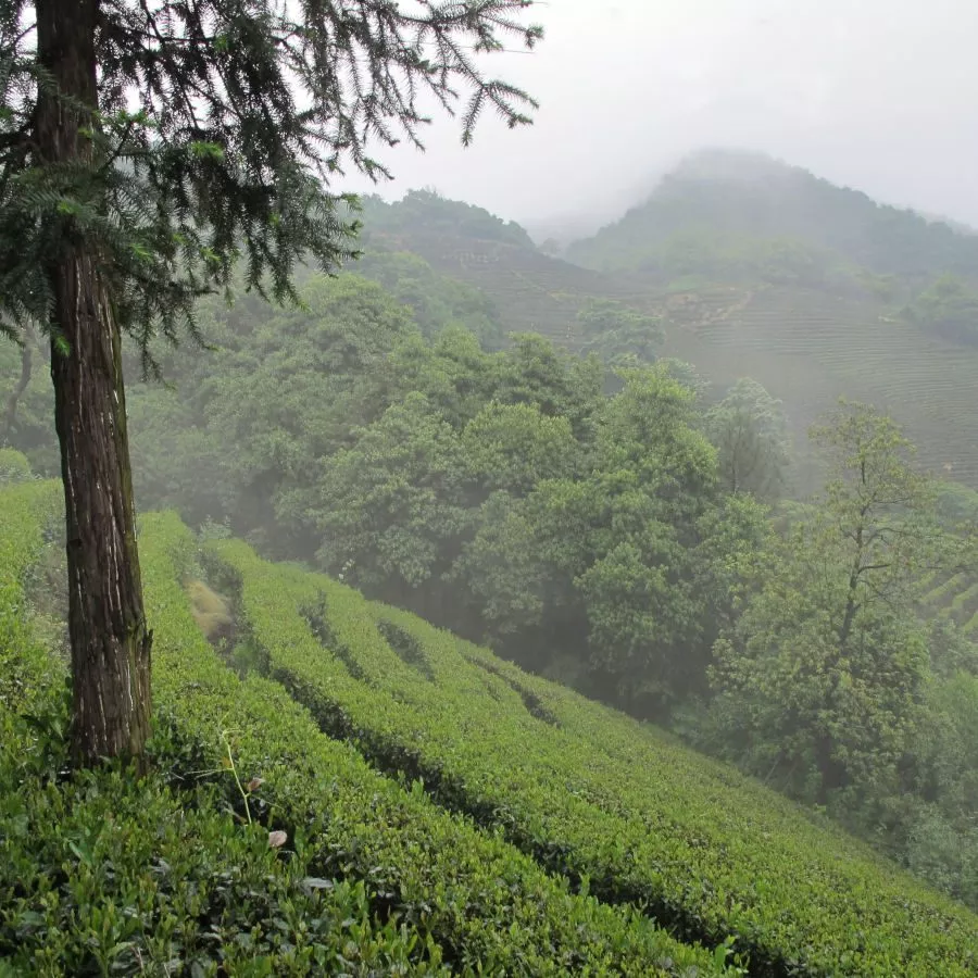 long jing 500 IMG 0963 1