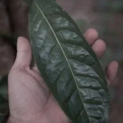 Grande feuille pour le thé pu erh