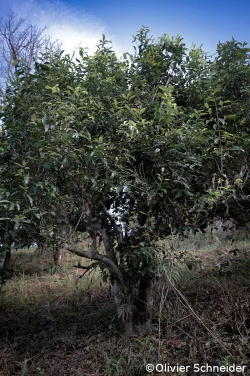 Arbre mature de théier en Thaïlande