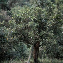 Arbre à thé de Chiang Rai en Thaïlande