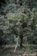 Arbre à thé de Chiang Rai en Thaïlande