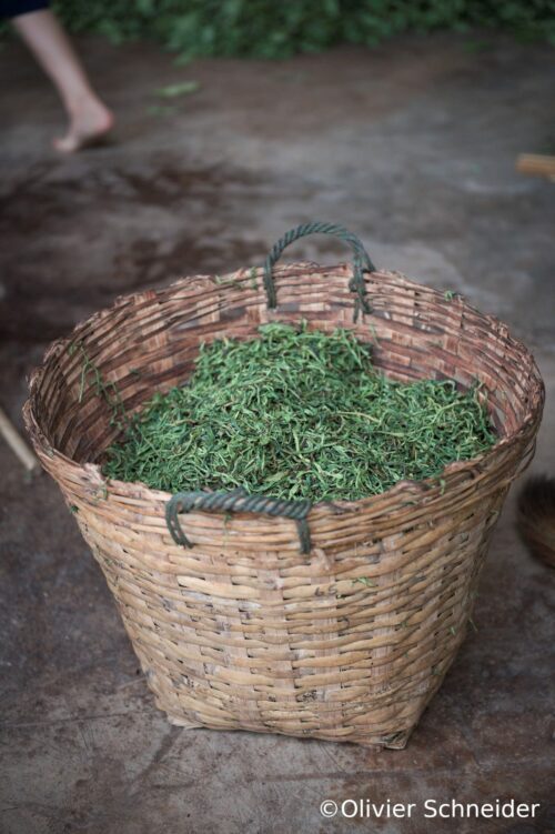 feuilles vertes pour production de thé pu-erh