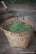 feuilles vertes pour production de thé pu-erh