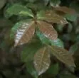 feuilles de théier sauvage de Thaïlande