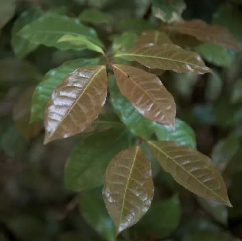 feuilles de théier sauvage de Thaïlande