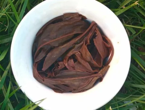 Infusion au gaiwan du thé noir du Kenya