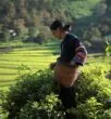 Récolte de thé blanc en Thaïlande