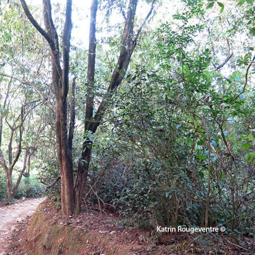 Tie Guan Yin sauvage torréfié 2024 3 théiers sauvages Tieguanyin au sein de la forêt