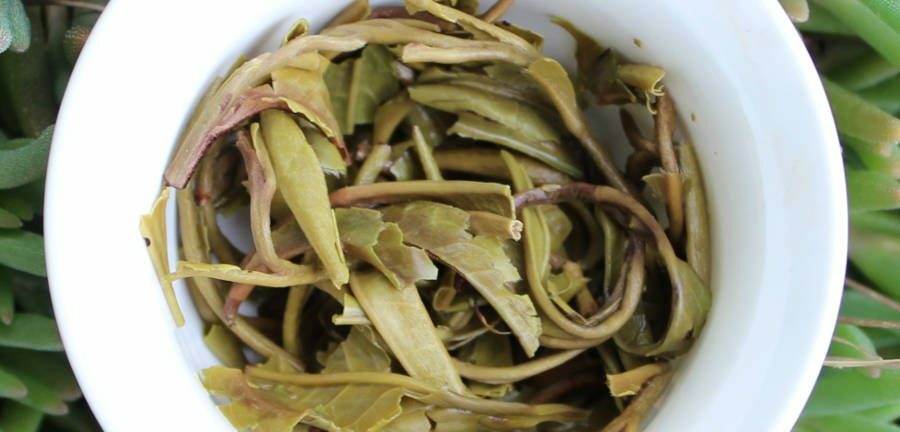 Feuilles infusées de thé vert sauvage Ha Giang