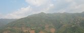 Montagne à thé du Yunnan