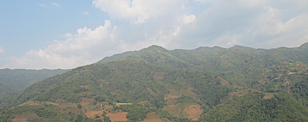 Montagne à thé du Yunnan
