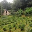 plantation Arrieulat Argelès Gazost